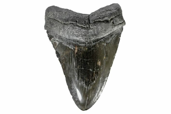 Fossil Megalodon Tooth - Polished Blade #165053
